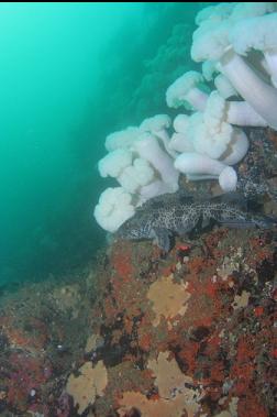 lingcod on wall