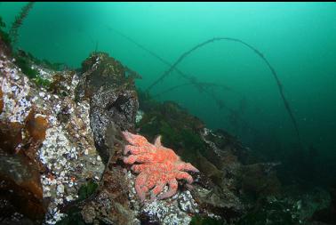 another sunflower star and old cables