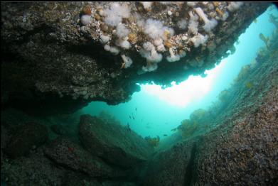 leaving small tunnel