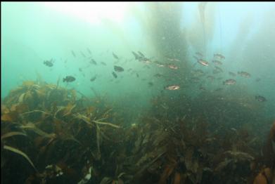 black rockfish