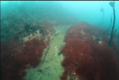 red seaweed in shallows