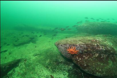 seastar and perch