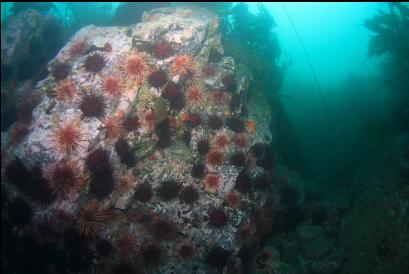 small wall of urchins