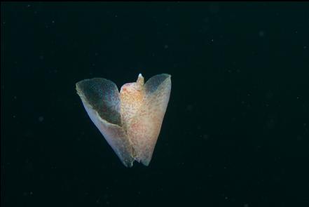 sea butterfly