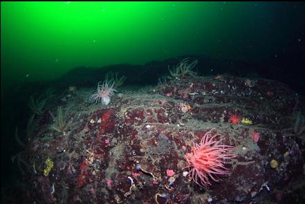 crimson anemones