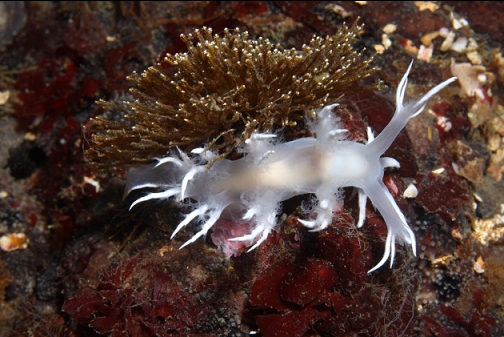 nudibranch