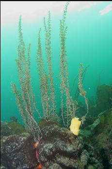 SEA-LEMON NUDIBRANCH