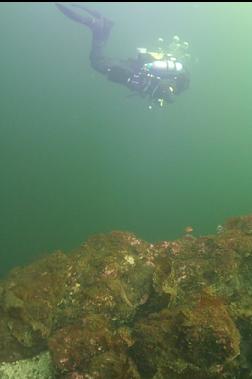IN SHALLOWS