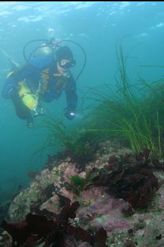 SURFGRASS AT TOP OF REEF