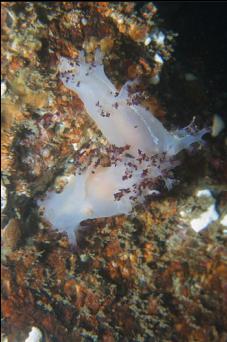 NUDIBRANCH