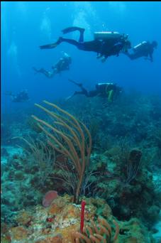 DIVERS OVER REEF