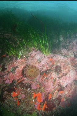 anemone and surfgrass