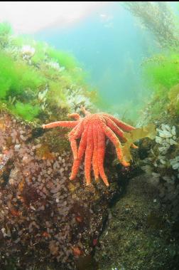 sunflower star in shallows