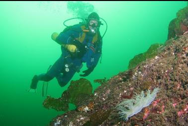 giant nudibranch