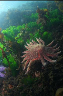 sunflower star near surface