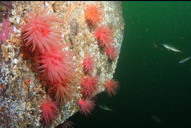 anemones and yellowtail rockfish