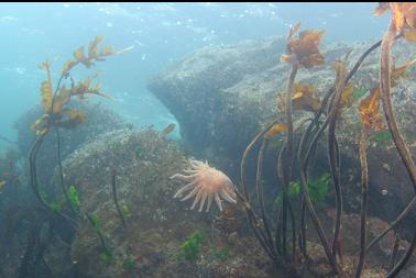 seastar in shallows