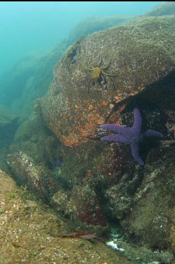seastar and kelp crabs in shallows