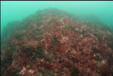 red seaweed in shallows