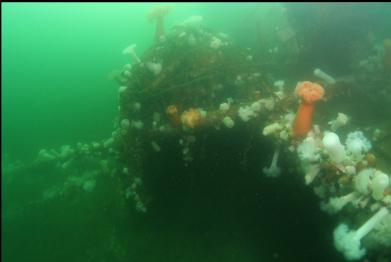 wheelhouse fallen over side of wreck