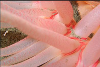 crimson anemone on sand