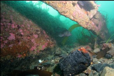 black rockfish and coal