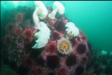 urchins and anemones at tip of point