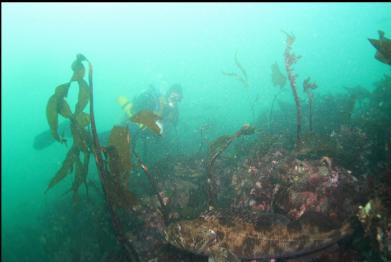 lingcod at bottom of picture