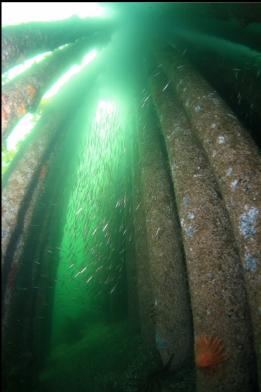 tube snouts in hallway of pilings