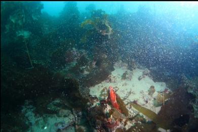 vermilion rockfish and swarm of tiny shrimp