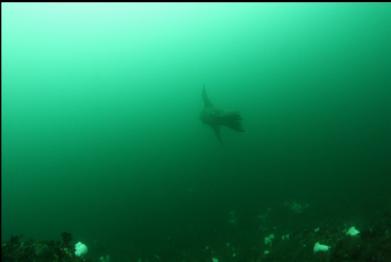 sealion swimming away