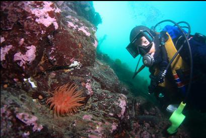 crimson anemone