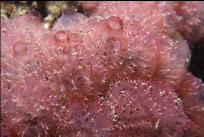 tunicates