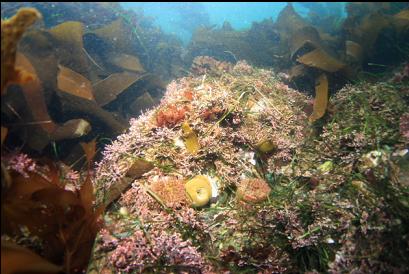 painted anemones in shallows