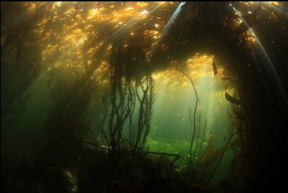 under the kelp