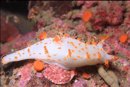 clown nudibranch