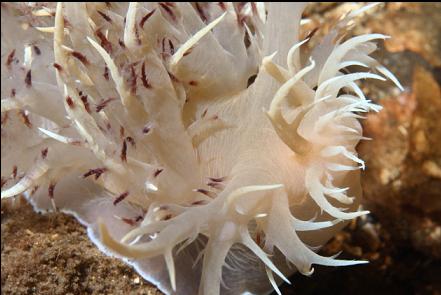 giant nudibranch ready to pounce