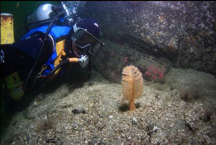 sea pen