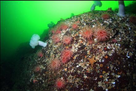 crimson anemones on the wall