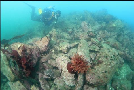 fish-eating anemone