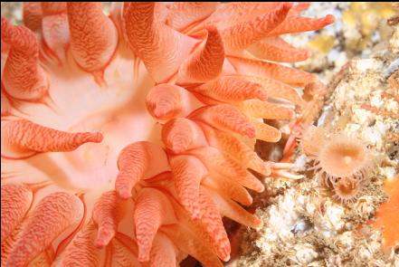 crimson anemone and zoanthid