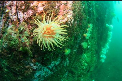 Irish lord next to crimson anemone