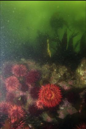 fish-eating anemone and urchins under the kelp