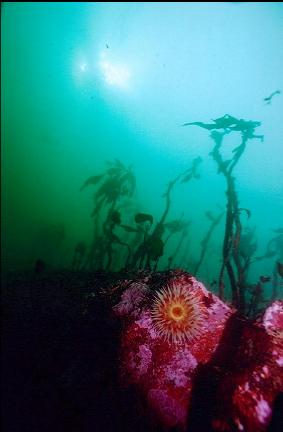 FISH-EATING ANEMONE