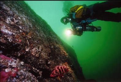 TIGER ROCKFISH ON WALL