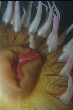 FISH-EATING ANEMONE