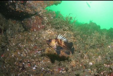 quillback rockfish on second dive