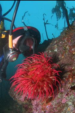 fish-eating anemone