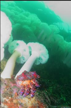 PUGET SOUND KING CRAB AND PLUMOSE ANEMONES
