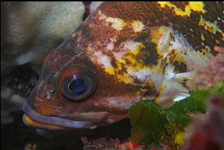 COPPER ROCKFISH